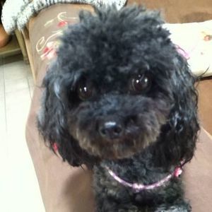 Meet your Posher, Robert